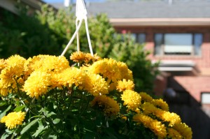 Hanging Baskets of Flowers 